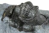 Gorgeous Scotoharpes Trilobite - Boudib, Morocco #363010-3